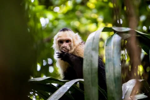 Cute monkey sitting in tropical forest Stock Photos