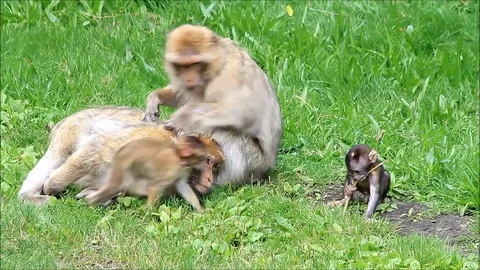 Cute monkey sylvana with her babies Stock Footage 76095327