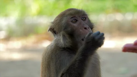 Cute monkey takes green apples from the hands of a woman, eats. Stock Footage