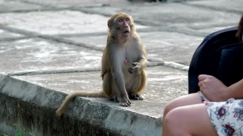 Cute monkey takes green apples from the hands of a woman, eats. Stock Footage 154846924
