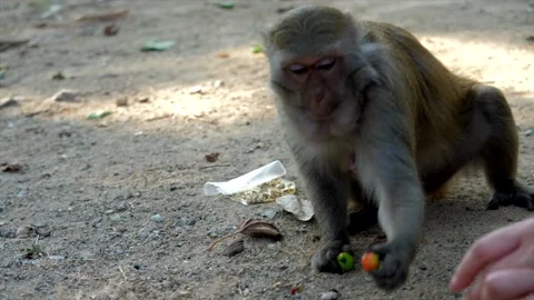 Cute monkey takes green apples from the hands of a woman, eats. Stock Footage 154847074