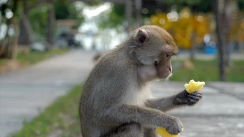 Cute monkey takes green apples from the hands of a woman, eats. Stock Footage 154847193