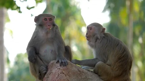 Cute monkey takes green apples from the hands of a woman, eats. Stock Footage 154847255
