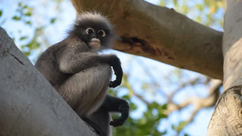Cute monkey on tree Vídeos de archivo 88192846