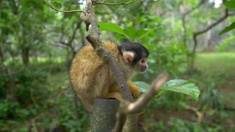 Cute monkey in a tree in jungle forest in Japan, squirrel monkey in the wild Stock Footage 234484533