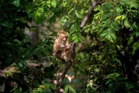 A cute Monkey on the tree ,Monkey Climbing Tree. Stock Photos