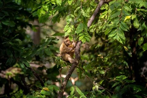 A cute Monkey on the tree ,Monkey Climbing Tree. Stock Photos