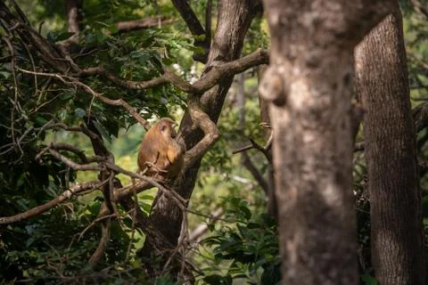 A cute Monkey on the tree ,Monkey Climbing Tree. Stock Photos