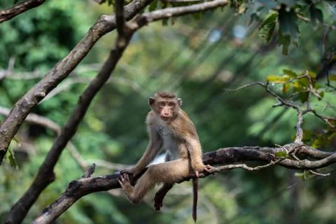 A cute Monkey on the tree ,Monkey Climbing Tree. Stock Photos
