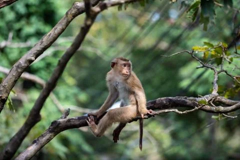 A cute Monkey on the tree ,Monkey Climbing Tree. Stock Photos
