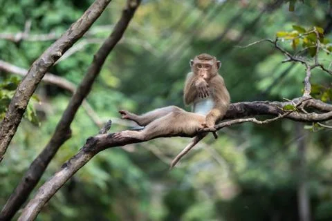 A cute Monkey on the tree ,Monkey Climbing Tree. Stock Photos