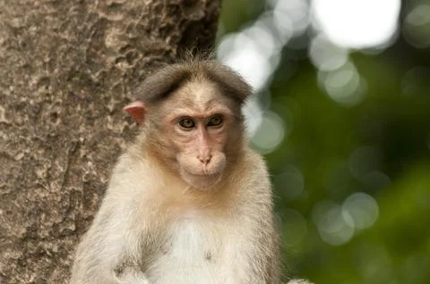 Cute monkey on tree Stock Photos
