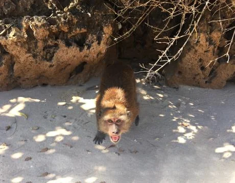 A cute monkey is trying to steal camera on the Beach Stock-Fotos