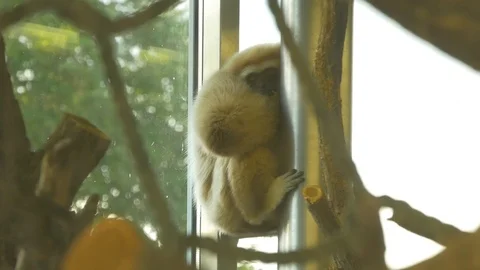 Cute monkey on tube Stock Footage 94128194