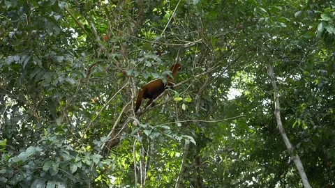 Cute monkey walking on a tree in the amazon forest Stock Footage 129406576