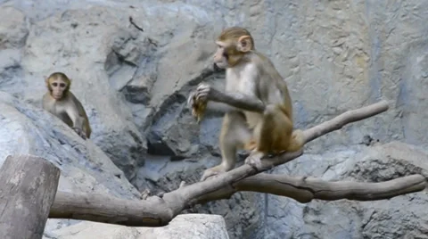 Cute monkey in zoo Stock Footage 32310395