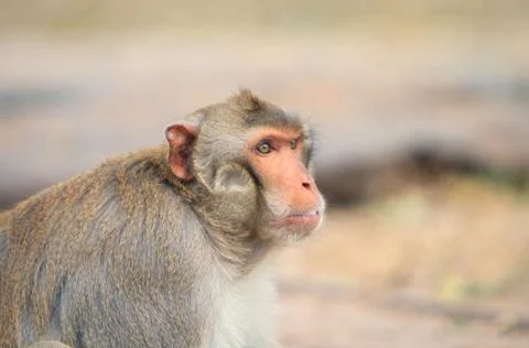 Cute monkeys A cute monkey and funny live on the tree. Stock Photos