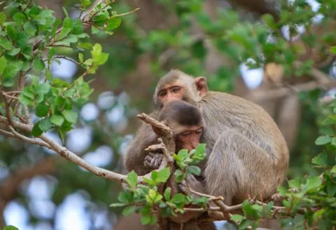 Cute monkeys A cute monkey and funny live on the tree. Stock Photos