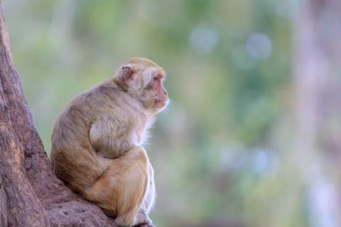 Cute monkeys A cute monkey and funny live on the tree. Stock Photos