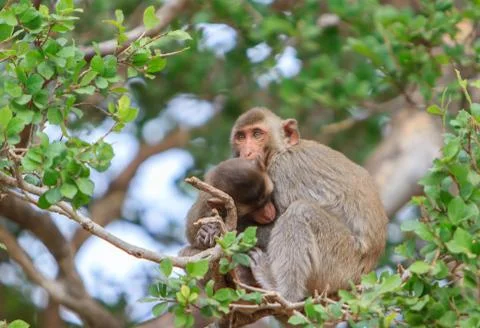 Cute monkeys A cute monkey and funny live on the tree. Stock Photos