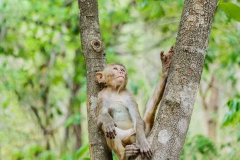 Cute monkeys A cute monkey lives in a natural forest . Stock Photos
