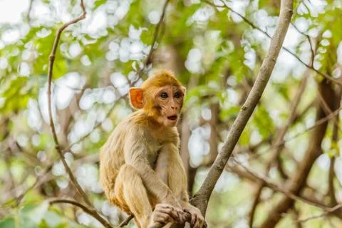 Cute monkeys A cute monkey lives in a natural forest . Foto stock