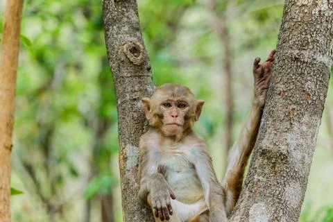 Cute monkeys A cute monkey lives in a natural forest . Stock Photos