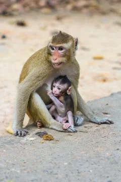 Cute monkeys. Stock Photos