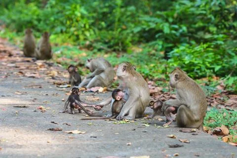 Cute monkeys. Stock Photos