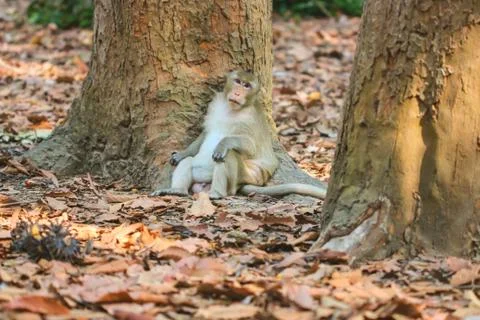Cute monkeys. Stock Photos