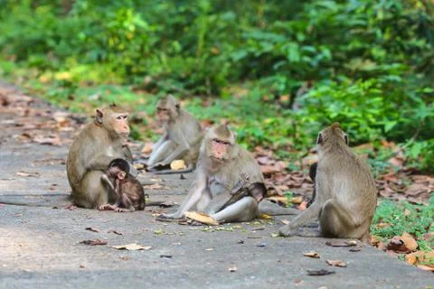 Cute monkeys. Stock Photos