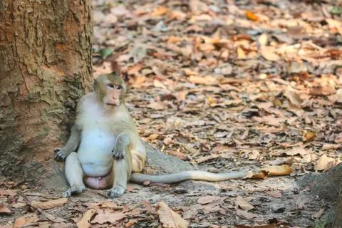 Cute monkeys. Stock Photos