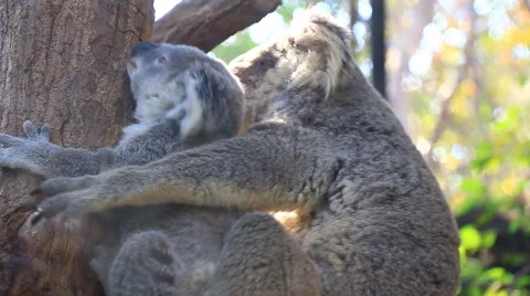 Cute Mother and Koala Bear Cub Sleeping On Tree Stock Footage 48840567