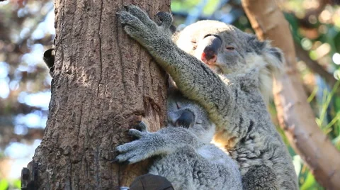 Cute Mother and Koala Bear Cub Sleeping On Tree (2 shot) Stock Footage 48844019