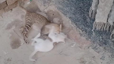 Cute Mother Cat Playing with Her Adorable Baby Kitten Stock Footage 346805757