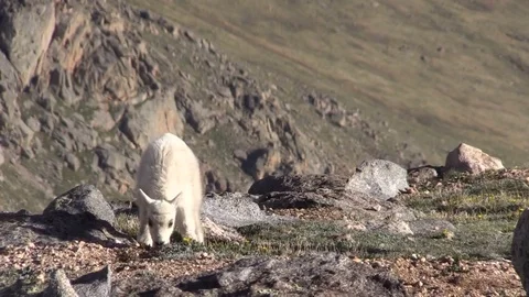 Cute Mountain Goat Kid Vídeos de archivo 77189829