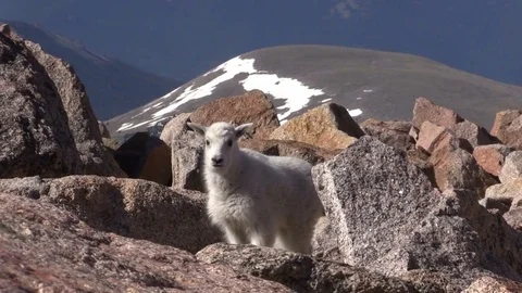 Cute Mountain Goat Kid Stock-Footage 77409815