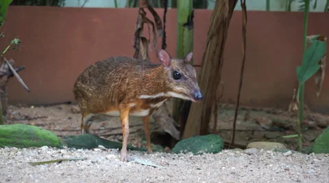 Cute mouse deer Stock Footage 33610757