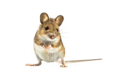 Cute mouse isolated on white background Stock Photos