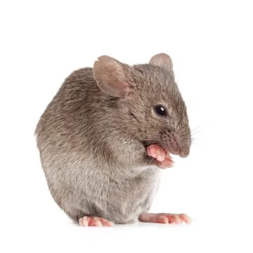Cute mouse isolated on white Stock-Fotos
