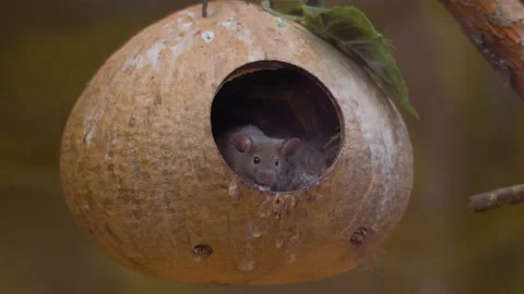 Cute mouse looking out of the natural hanging house Vidéo 137099098