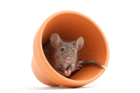 Cute mouse in pot isolated Foto stock