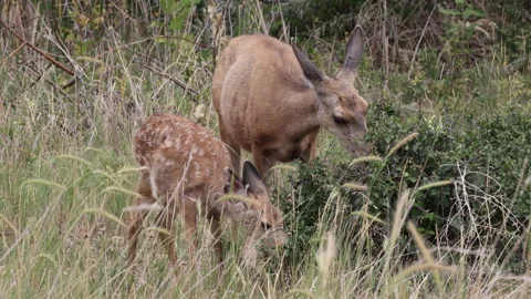 Cute Mule Deer Doe and Fawn in Summer in Colorado Stock Footage 342627165