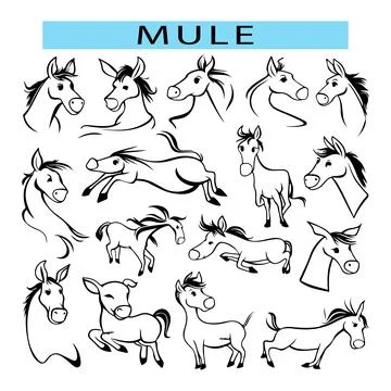 Cute Mule outline vector illustration for coloring Stockillustratie