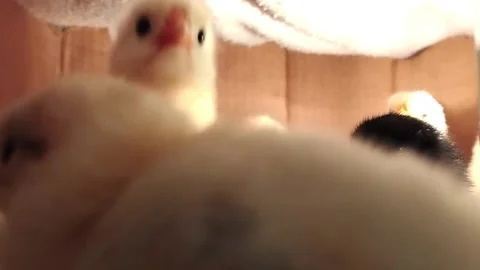 Cute multi-colored chicks run in a box. Stock Footage 244176738