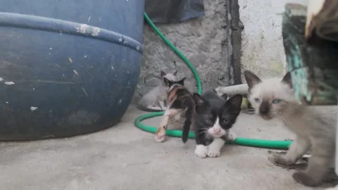 Cute multi-colored kittens playing together in an outdoor courtyard near a blue Stock Footage 346265403