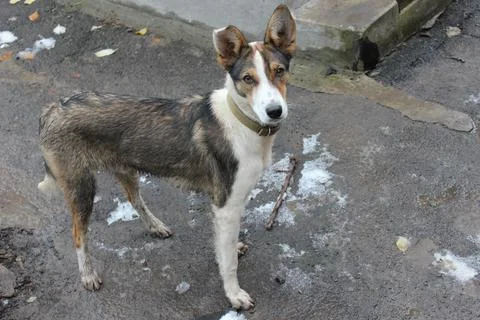 Cute multi-colored young mongrel puppy. Cute pet Stock Photos