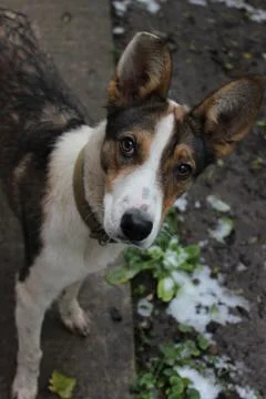 Cute multi-colored young mongrel puppy. Cute pet Stock Photos