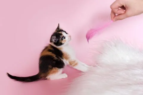 Cute multi-haired kitten playing with pink feather in owner hand on pink past Stock Photos