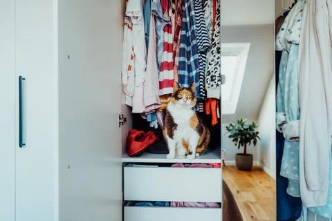 A cute multicolor cat with big scared eyes is sitting among the clothes in the Stock Photos